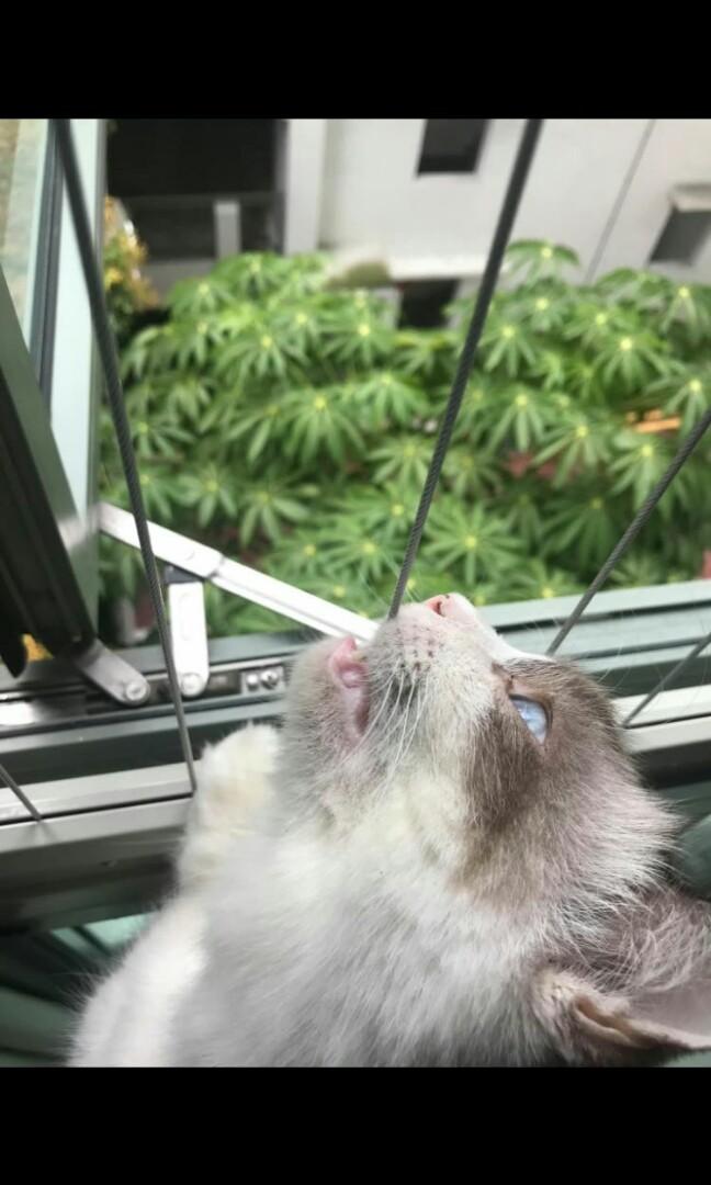 Invisible Grille - cat proof62863078587649112