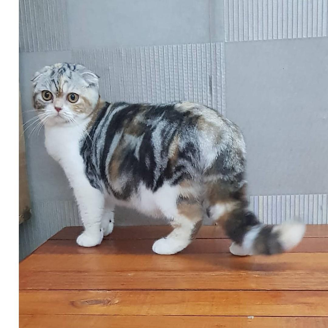 kucing: Kucing Scottish Fold Lucu