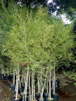 Bamboo Poles View All Bamboo Poles Ads In Carousell Philippines