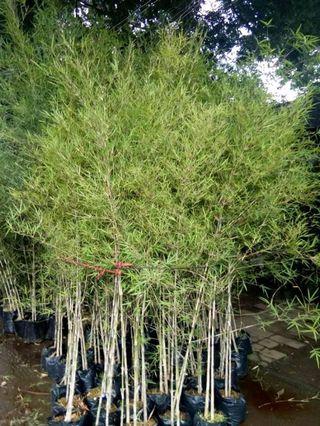 pole bamboo