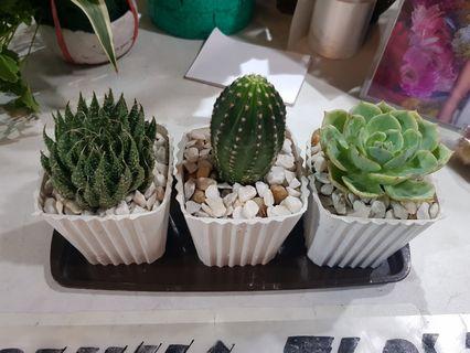Cactus and succulents