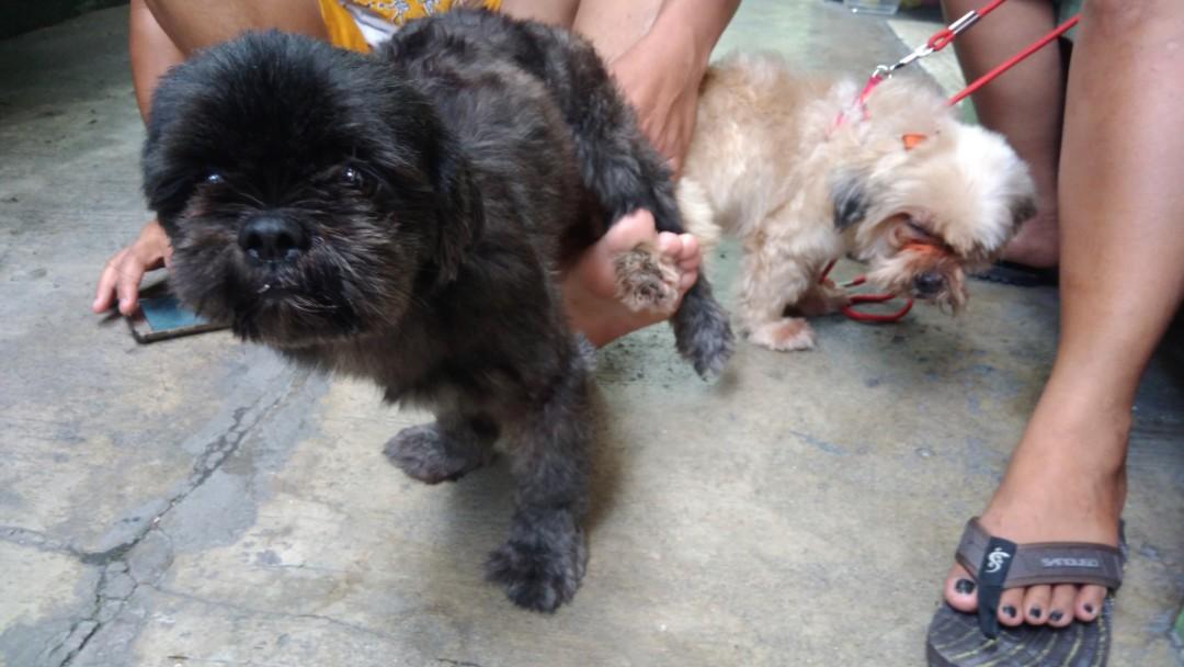 shih tzu for stud service