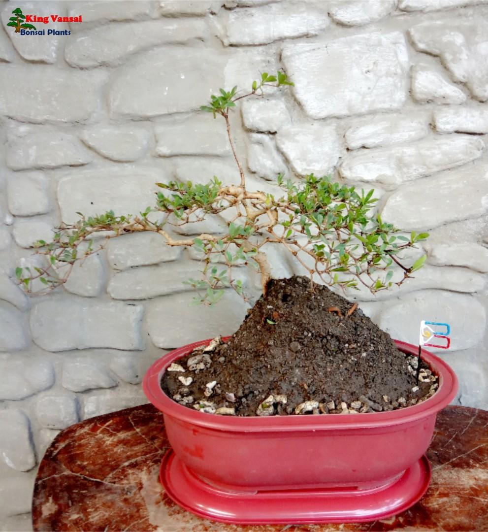 Japanese Bucida Plant Bonsai 2 Everything Else Others On Carousell