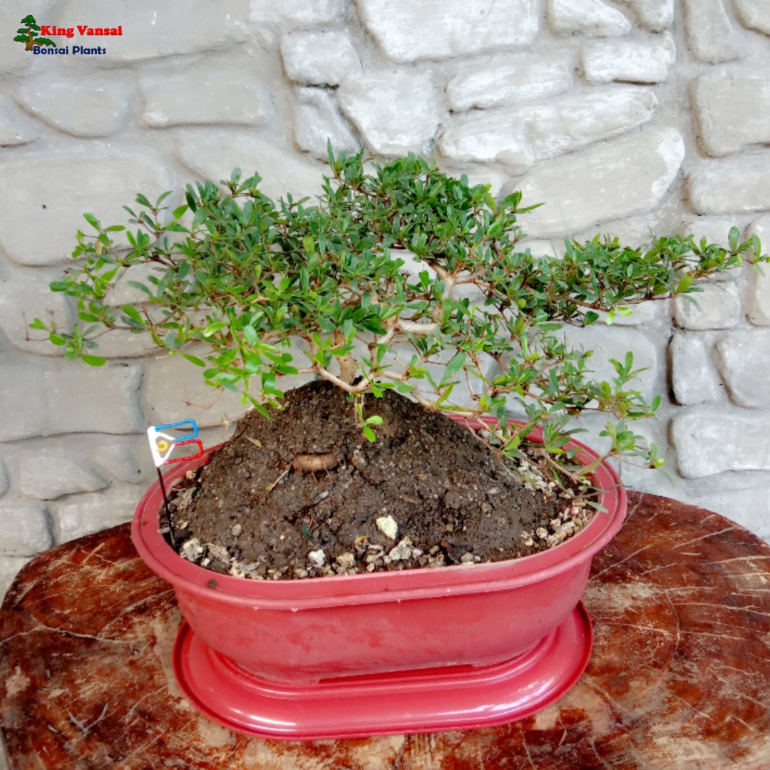 Japanese Bucida Plant Bonsai 4 Design Craft Artwork On Carousell