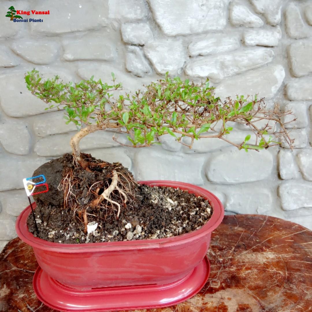 Japanese Bucida Plant Bonsai 5 Design Craft Artwork On Carousell
