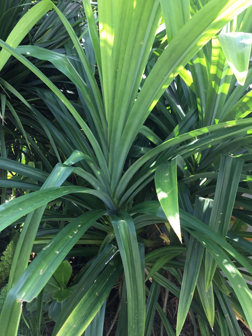 Pandan Leaves Plant Big Homegrown Organic Gardening Plants On Carousell
