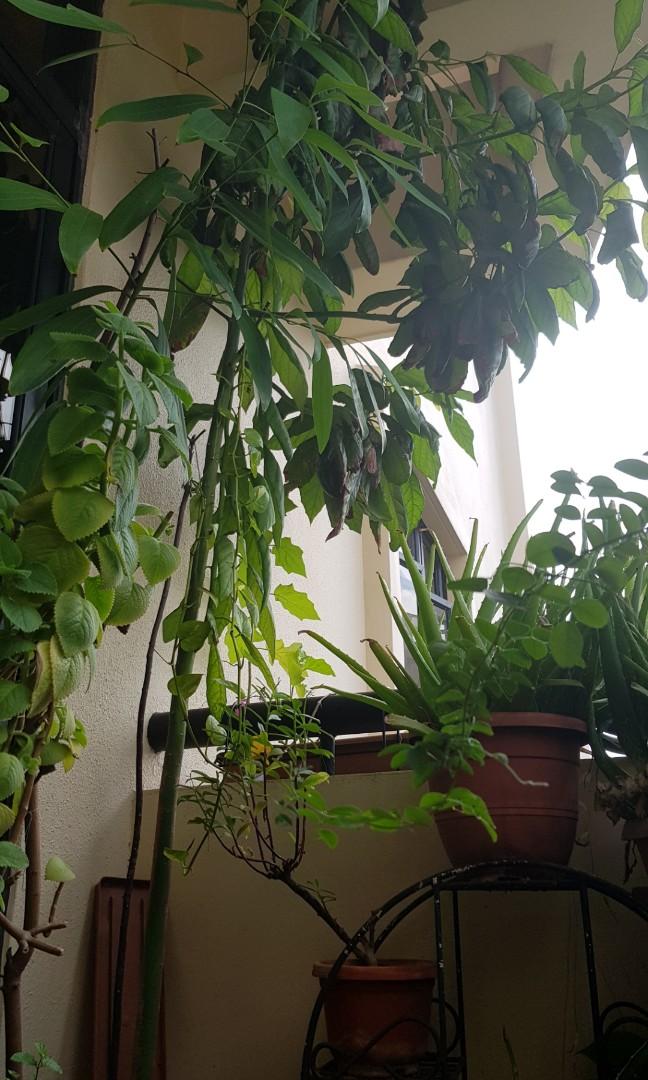 Potted Avocado Plant Furniture Home Living Gardening Plants Seeds On Carousell