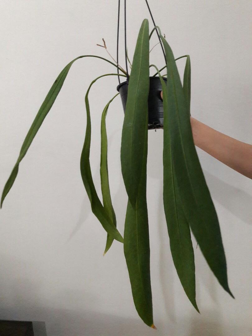 Strap Leaf Plant (Anthurium Vittarifolium), Furniture & Home Living