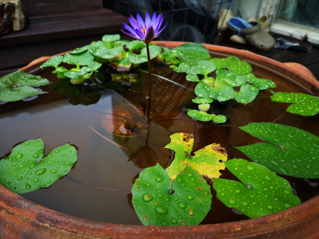 Water Lily Pond Garden Pot, Furniture & Home Living, Home Decor