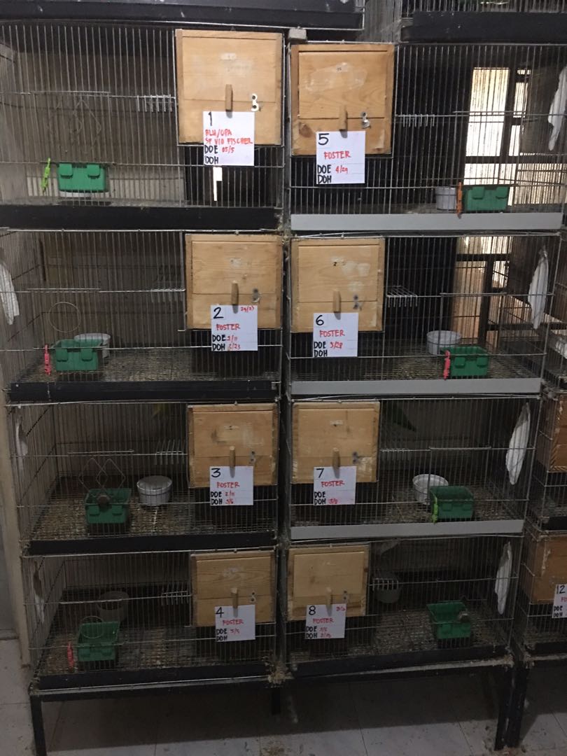 n&d codfish & orange