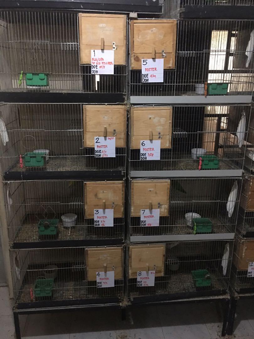 stand up bird cages