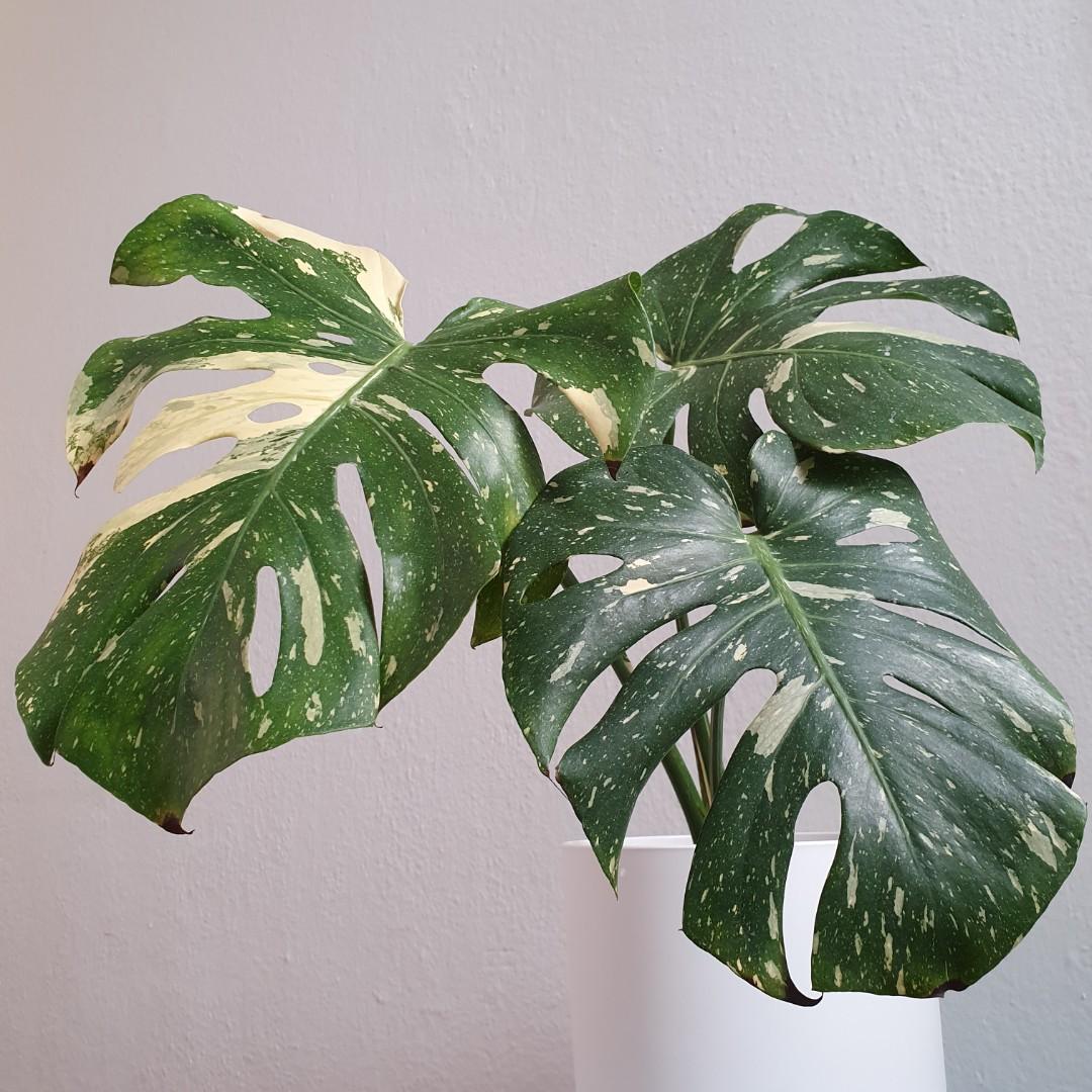 Wallpaper Rare Healthy Lush Monstera Deliciosa Thai Constellation With For Android Free