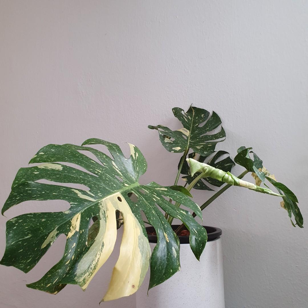 Get Wallpaper Rare Healthy Monstera Deliciosa Thai Constellation 45cm Leaf For iPhone Free