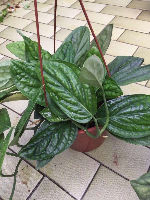 Monstera Karstenianum Philodendron Gardening Plants On Carousell