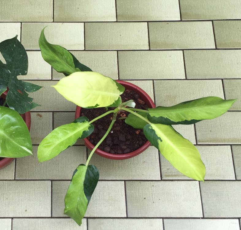 Philodendron Thai Sunrise Furniture Home Living Gardening Plants Seeds On Carousell