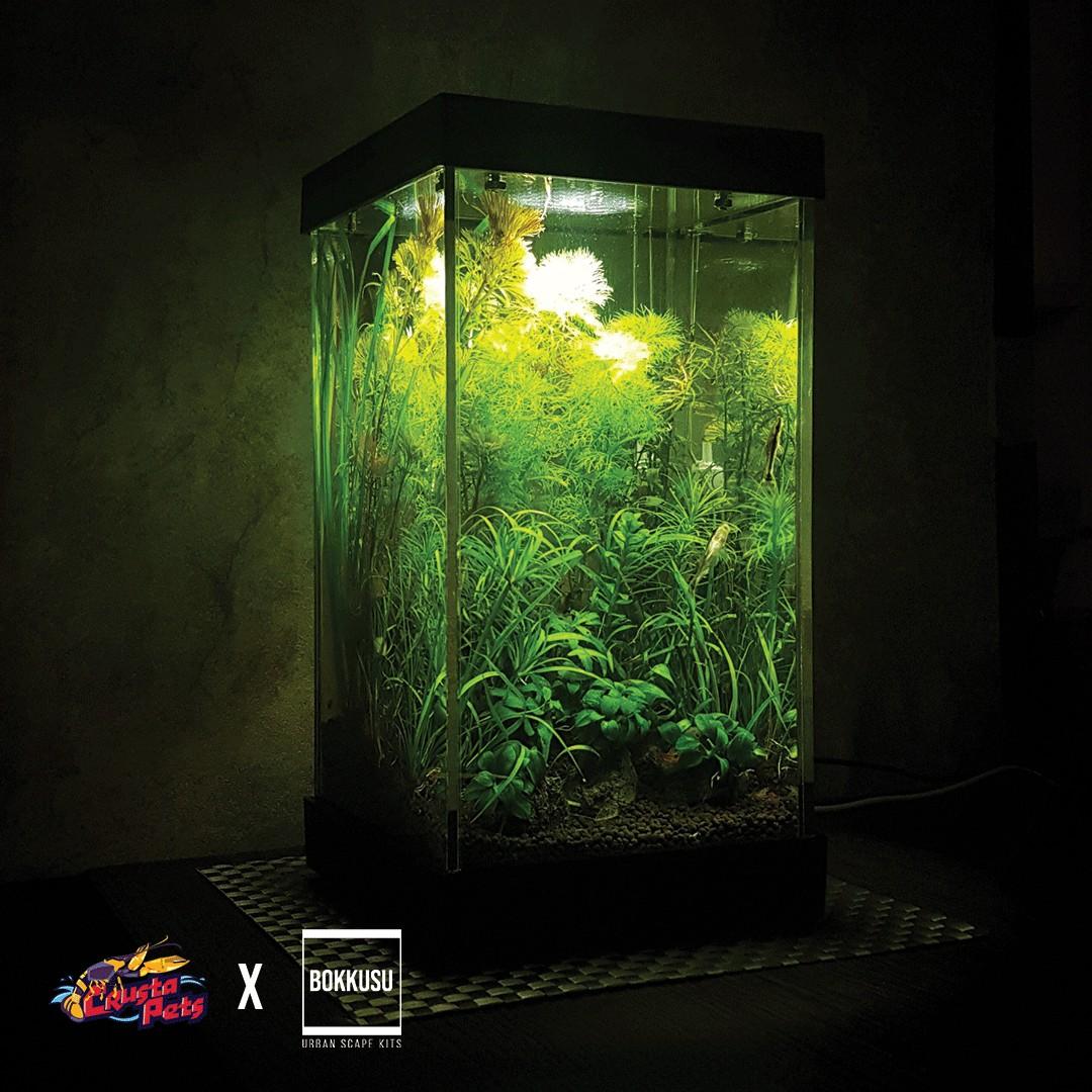 Shrimp on sale tank kit