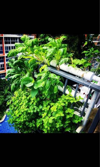 (Category: ) located in . Submitted by the.gardening.chef (Listing ID 238174523, Image 1). Description: .