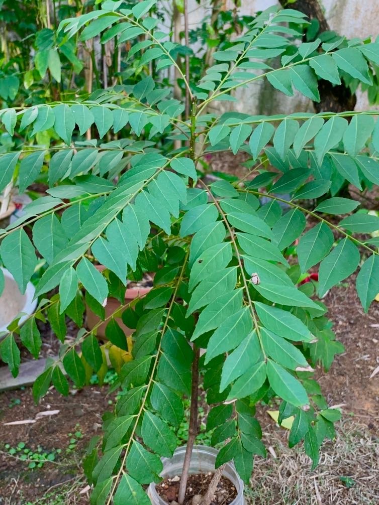 50cm Wild Very Fragrant Curry Leaf Plant (Wild Harvested ...