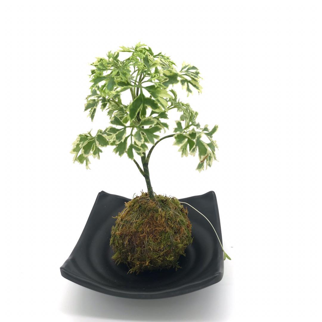 苔玉 迷你斑葉羽裂福祿桐 常稱為日本 森樹 Mtrst Mtrmk 傢俬 家居 園藝 盆栽 Carousell
