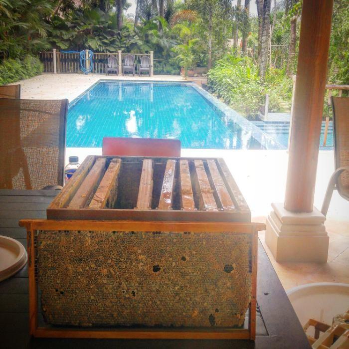 Bee Colony for sale Apis mellifera, Community on Carousell