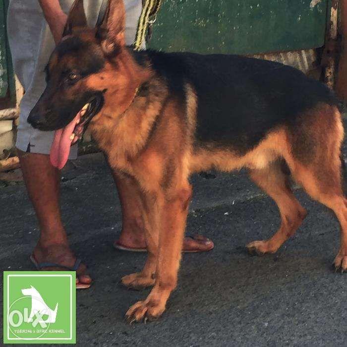 german shepherd stud service