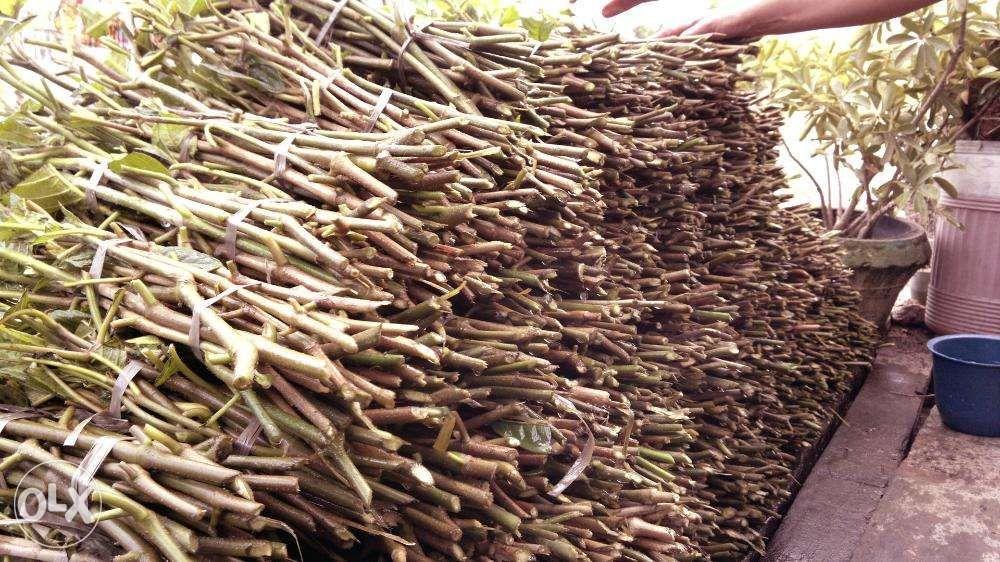 Madre De Agua For 1 Hectare Home Furniture Home Tools And Accessories On Carousell