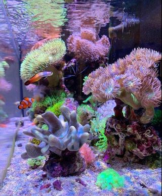 (Category: ) located in . Submitted by aquariumphilippines (Listing ID 238522581, Image 1). Description: .