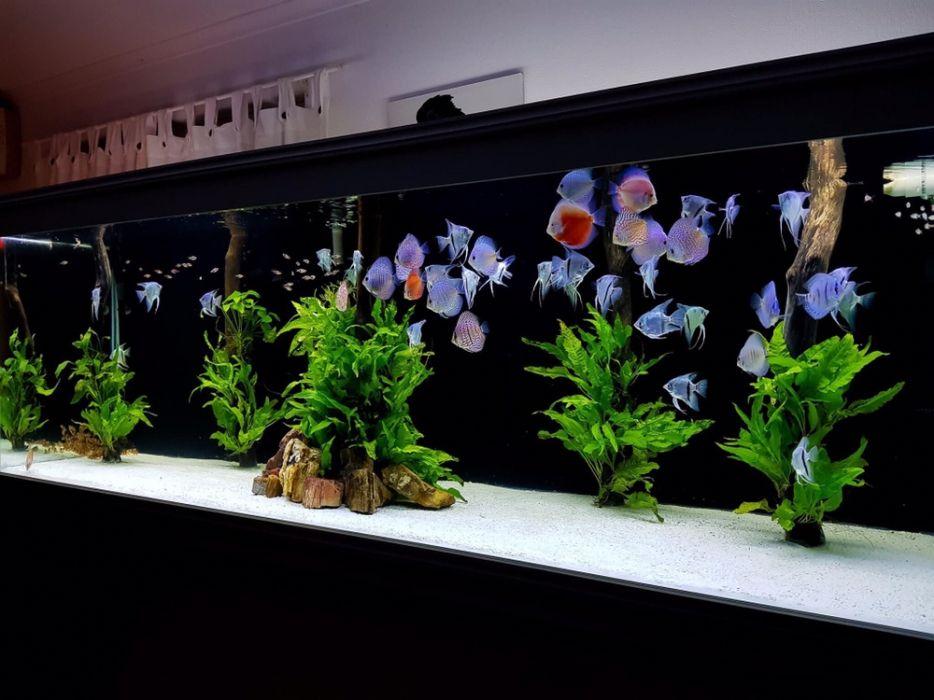 Customized Saltwater and Freshwater Aquariums (Category: Other Home Decor) located in Paranaque City. Submitted by aqrmphlppns (Listing ID 238522581, Image 3). Description: Customized Saltwater and Freshwater Aquariums Let’s Build your Dream Aquarium! Call us 0.9.0.5.2.5.1.5.1.1.4 Viber 0.9.2.9.8.6.4.3.5.2.2 Facebook . Com / aquariumph Price varies.