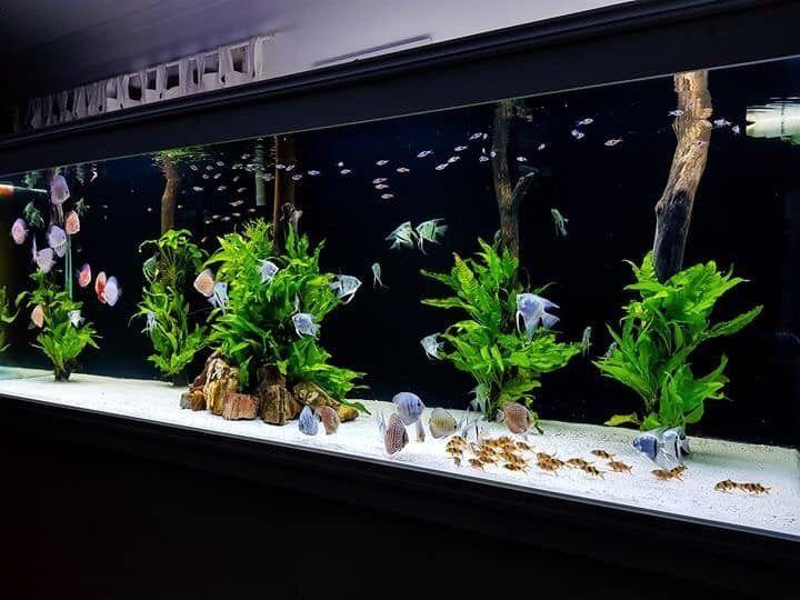 Customized Saltwater and Freshwater Aquariums (Category: Other Home Decor) located in Paranaque City. Submitted by aqrmphlppns (Listing ID 238522581, Image 2). Description: Customized Saltwater and Freshwater Aquariums Let’s Build your Dream Aquarium! Call us 0.9.0.5.2.5.1.5.1.1.4 Viber 0.9.2.9.8.6.4.3.5.2.2 Facebook . Com / aquariumph Price varies.
