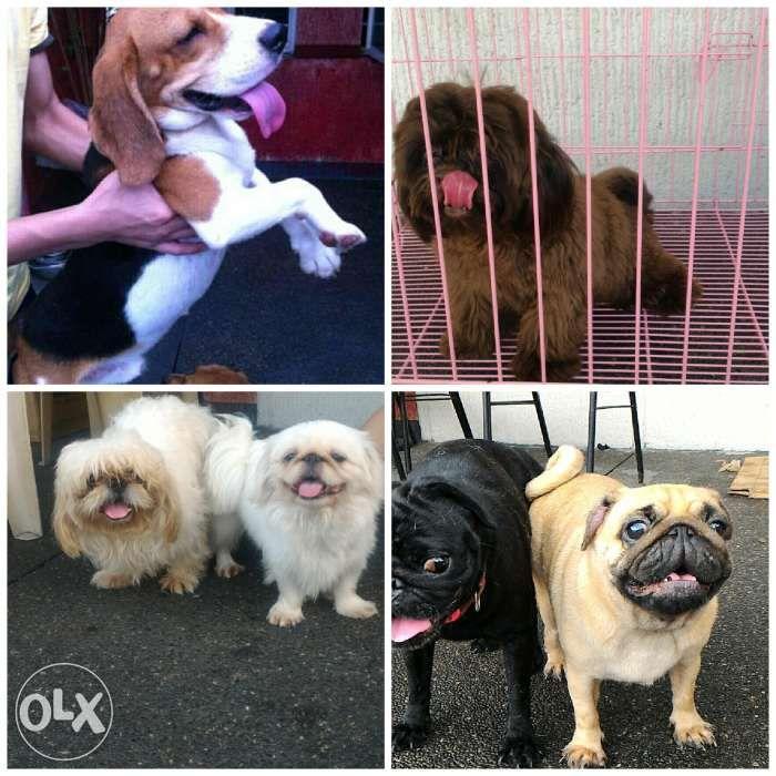 pug puppies for sale olx