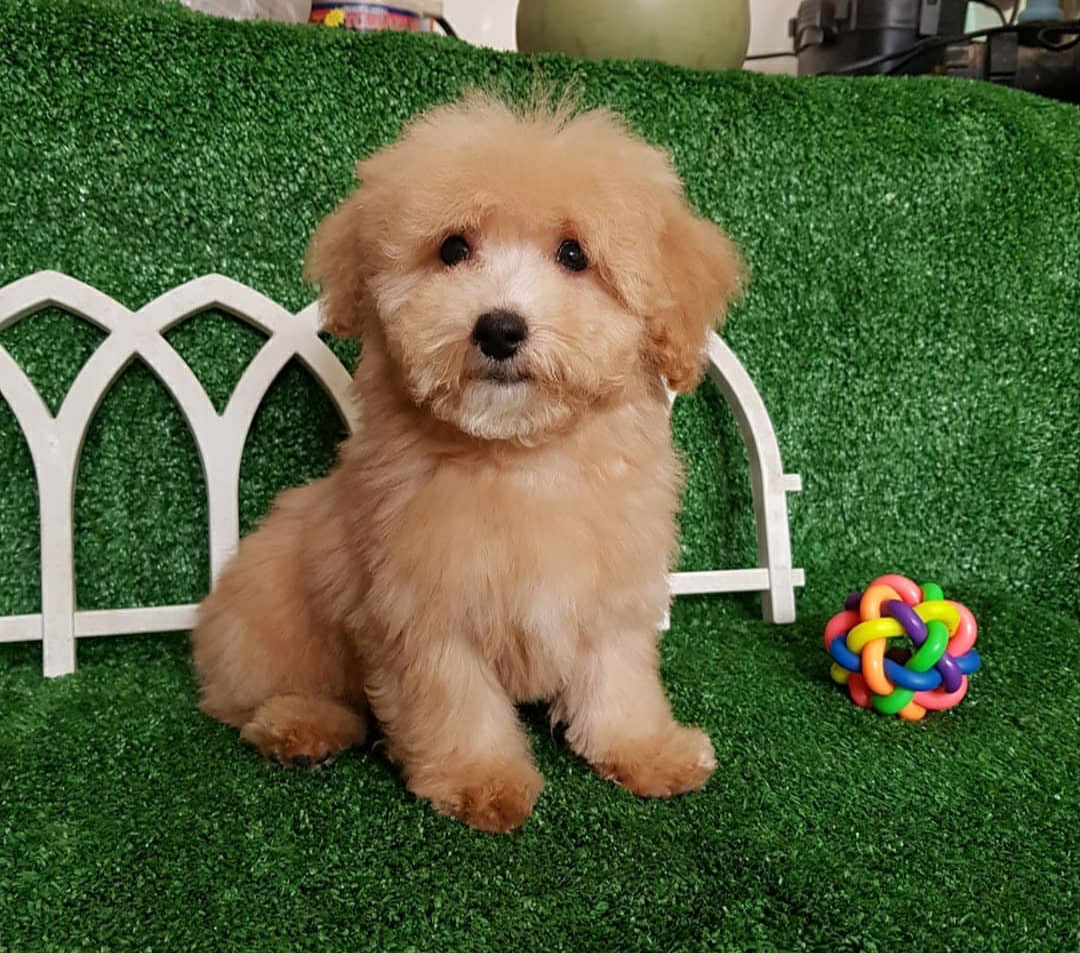 Anjing deals toy poodle