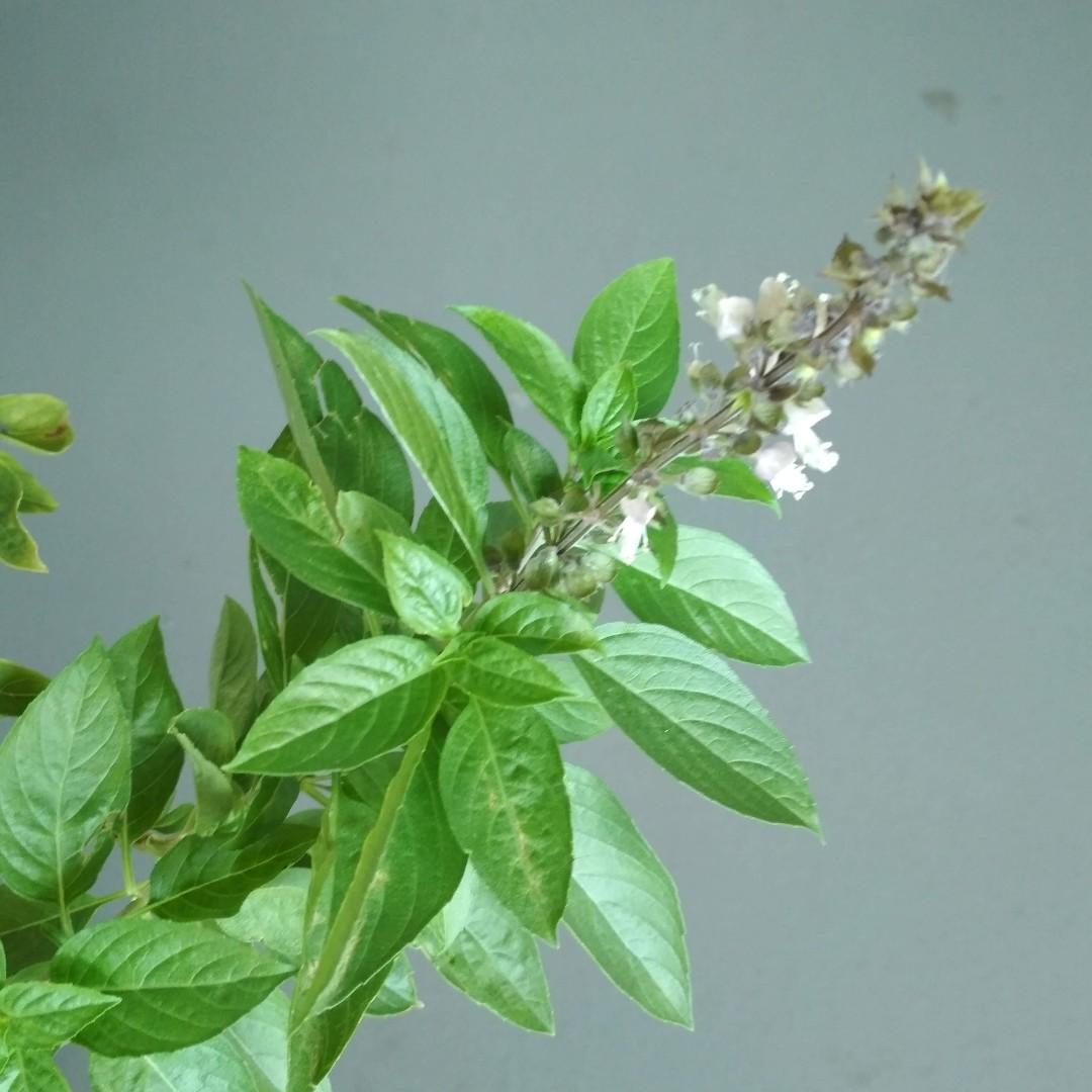 East Asian Mint Plant (Mentha canadensis), Furniture & Home Living