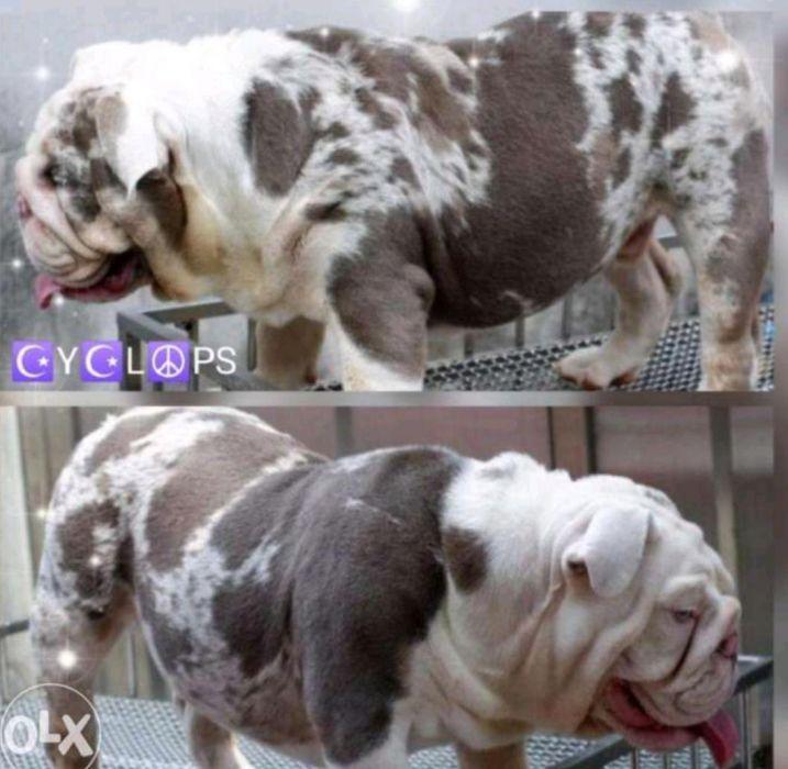 English Bulldog Stud Lilac Tri Merle Import Business Services Others On Carousell