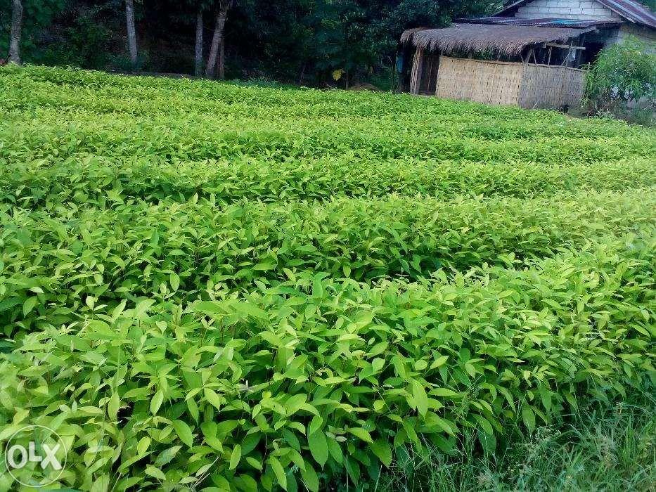 Molave seedlings Eucalyptus Narra other forest trees seedlings