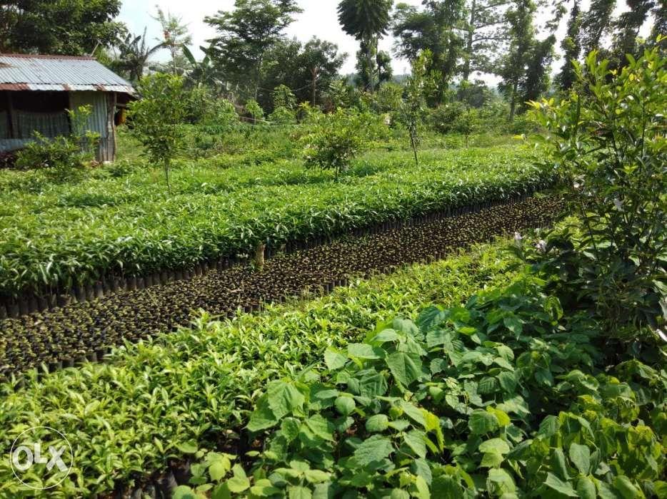 Molave seedlings Eucalyptus Narra other forest trees seedlings ...