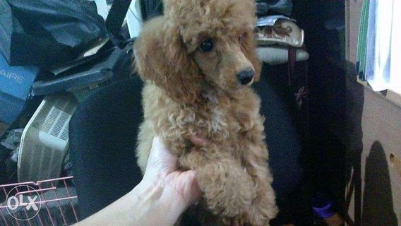 toy poodle olx