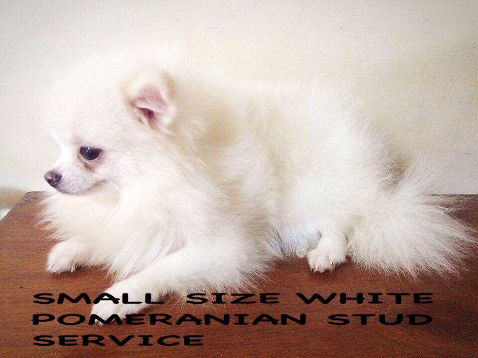 Quality Small White Pomeranian Stud Service