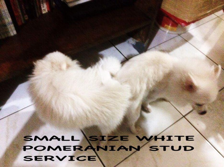 Quality Small White Pomeranian Stud Service