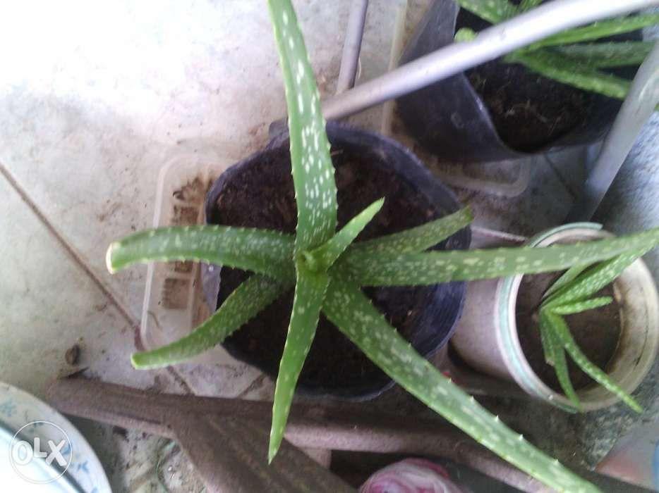 Aloe Vera With Health Benefits On Carousell