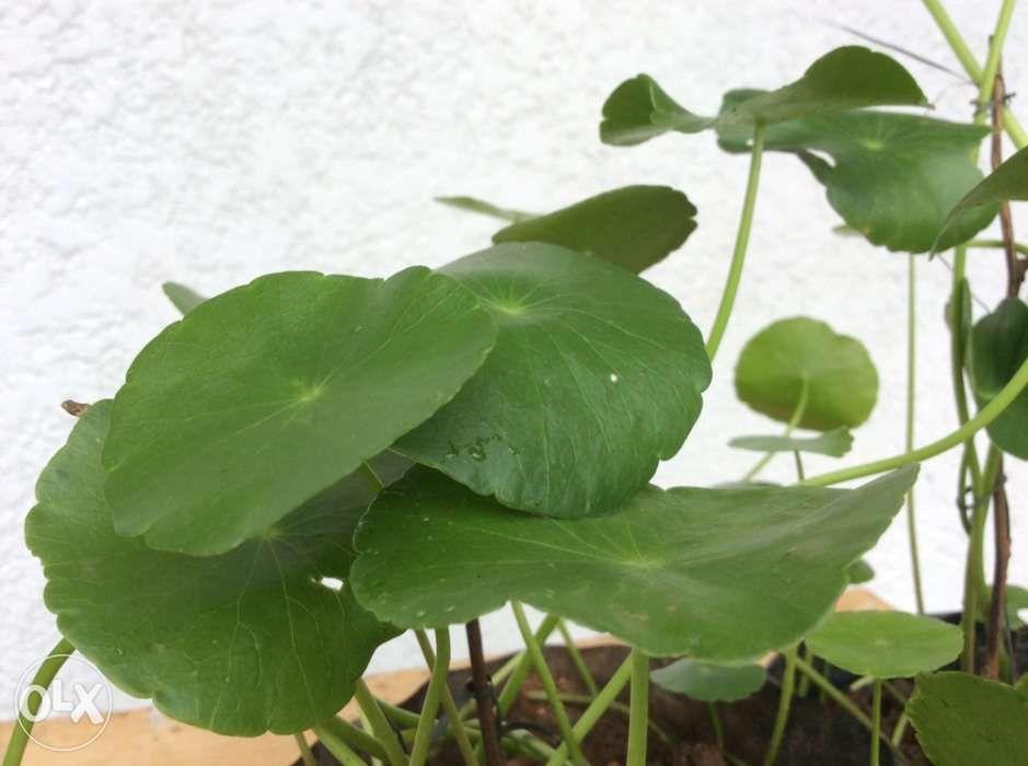 Gotu Kola Plant or Takip kuhol, Furniture & Home Living, Cleaning ...