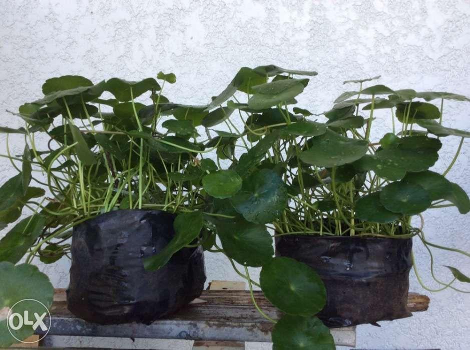 Gotu Kola Plant or Takip kuhol, Furniture & Home Living, Cleaning ...