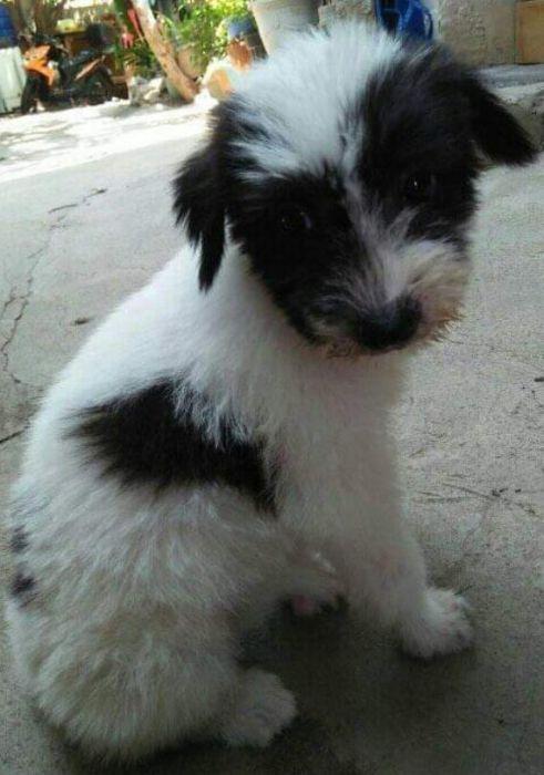 For rehoming (Category: Health & Grooming) located in Manila. Submitted by roel.roel (Listing ID 238783265, Image 3). Description: Puppies for rehoming . . Kindly text me nlang po if interested 0928 357 9300.