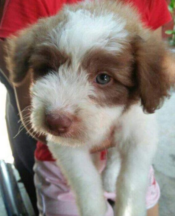 For rehoming (Category: Health & Grooming) located in Manila. Submitted by roel.roel (Listing ID 238783265, Image 2). Description: Puppies for rehoming . . Kindly text me nlang po if interested 0928 357 9300.