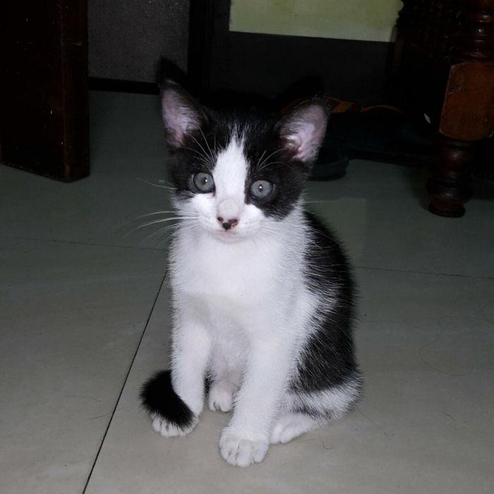 american shorthair olx