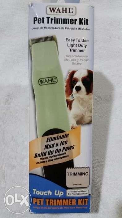 cavalier king charles olx