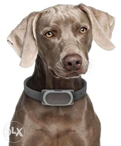 Motorola dog shop shock collar