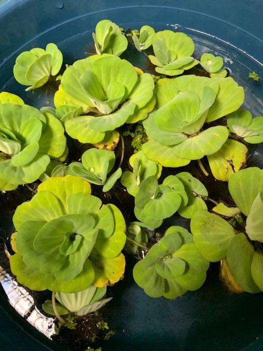 Quiapo water plant, Furniture & Home Living, Cleaning & Homecare