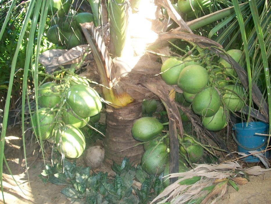 Dwarf Coconut for Sale, Furniture & Home Living, Home Improvement