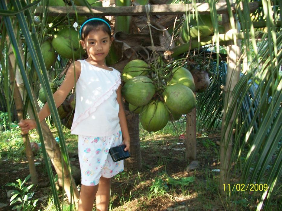 Dwarf Coconut for Sale, Furniture & Home Living, Home Improvement
