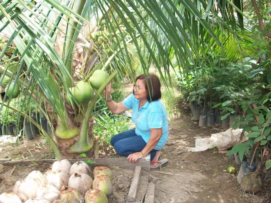 Dwarf Coconut for Sale, Furniture & Home Living, Home Improvement